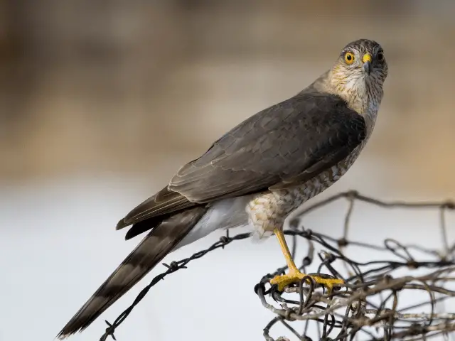 sharp-shinned hawk on wires