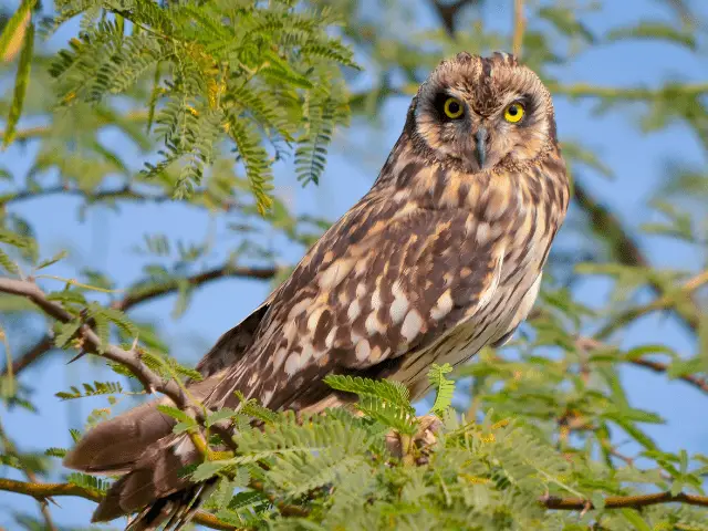 short-eared owl sitting on top of a tree branch