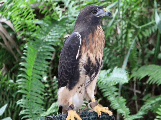 black and brown short-tailed hawk in a forest