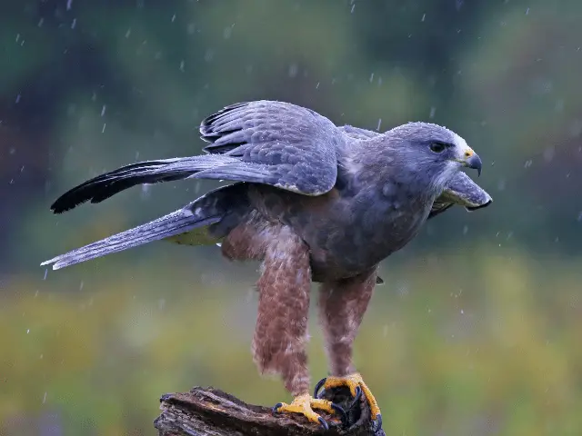 Swainson's Hawk sitting in the rain
