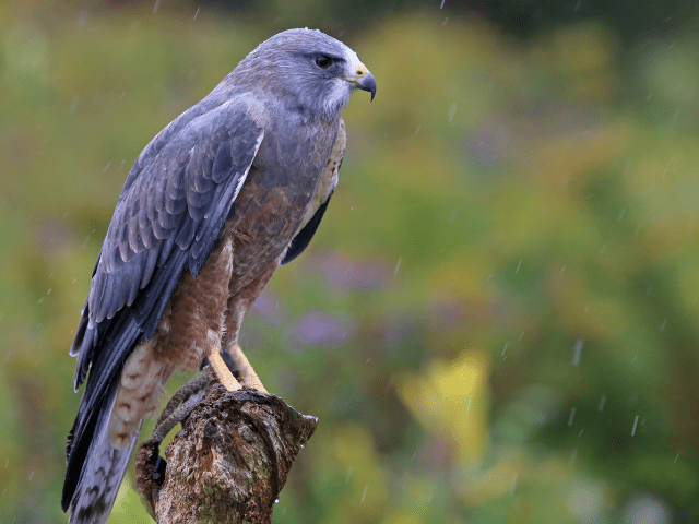 Swainson's Hawk sitting in the rain