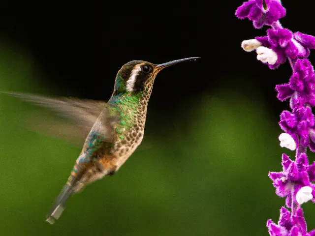 white-eared hummingbird flying towards a violet flower