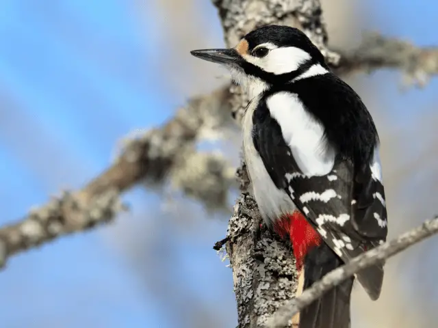 black and white woodpecker on a tree branch