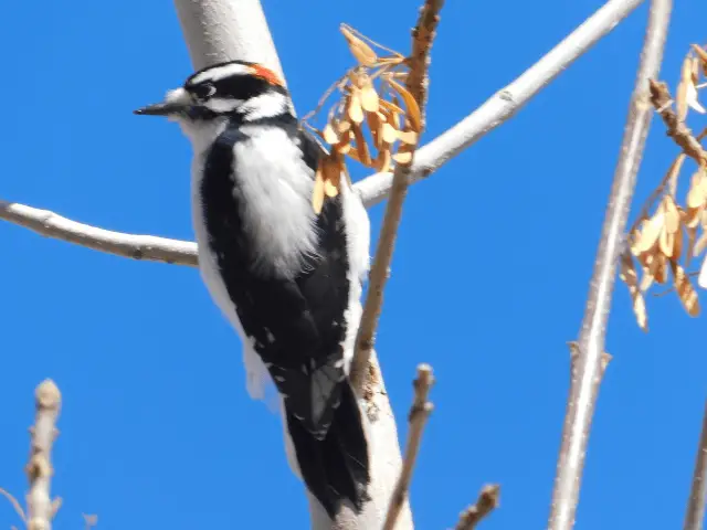 white and black woodpecker on top of a tree