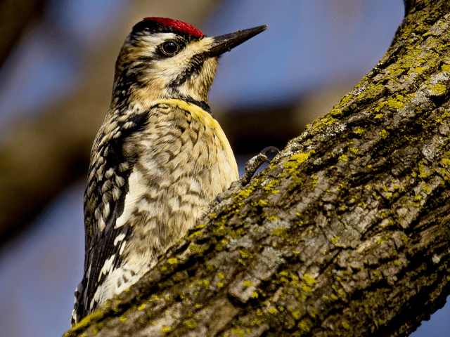 female yellow-bellied sapsucker on a tree branch