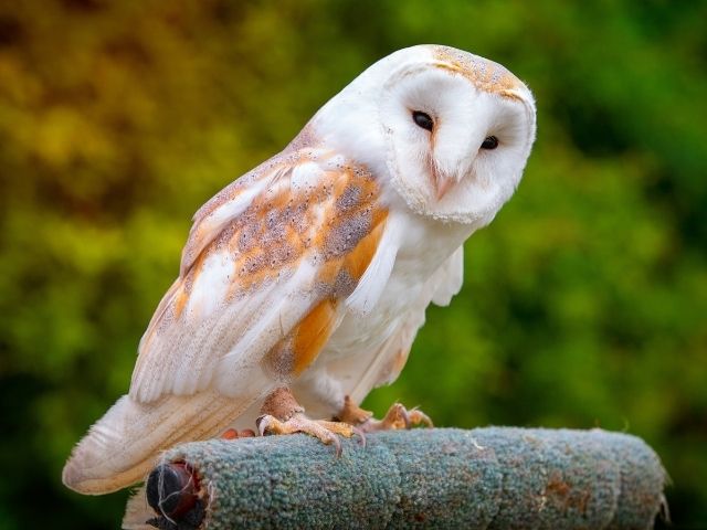white and orange barn owl