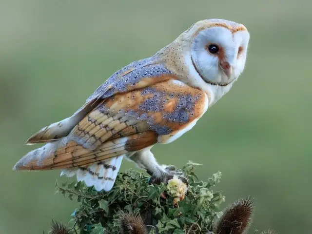 white and orange barn owl on a bush