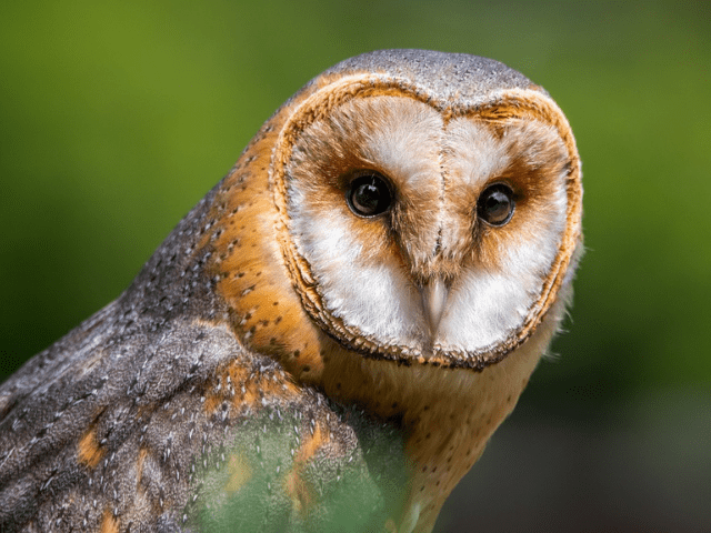 barn owl looking at prey