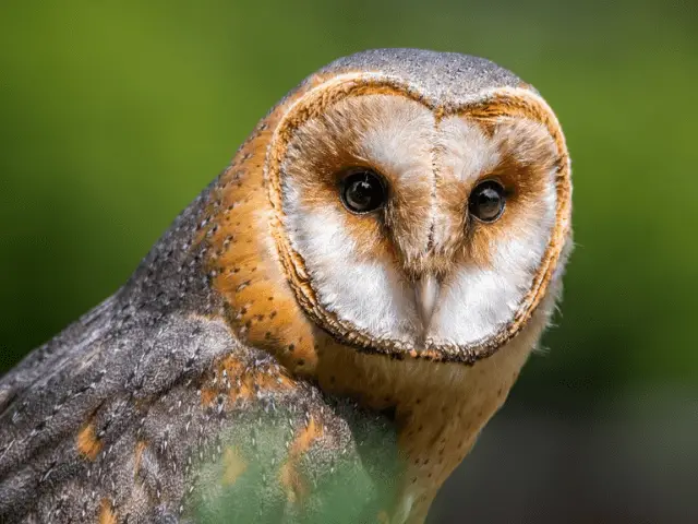 barn owl looking at prey