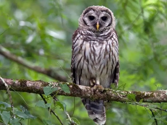 barred owl on a tree branch