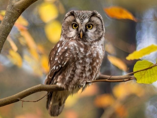 brown owl in autumn leaves