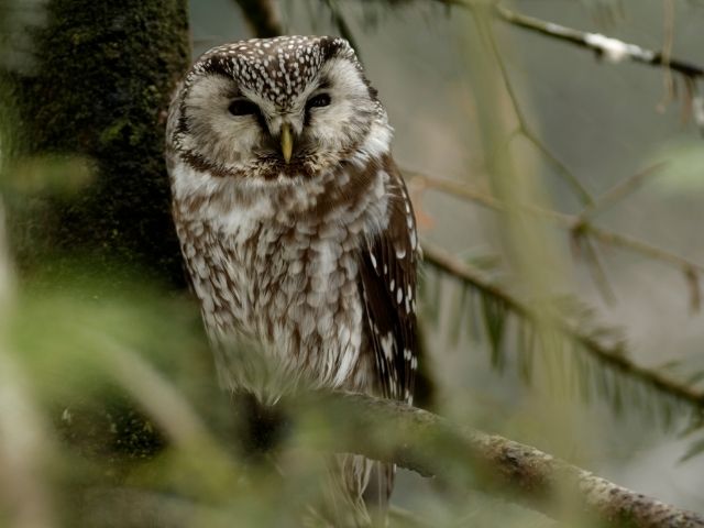boreal owl on a tree branch