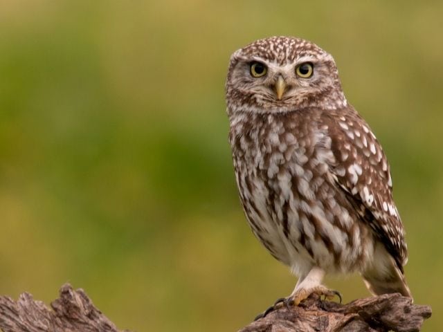 young brown owl standing on a tree