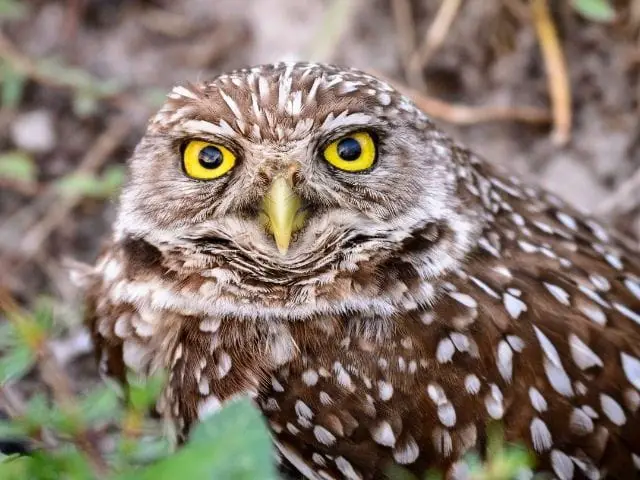 brown owl with yellow eyes on the grass