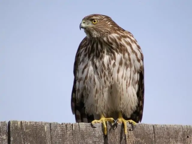 brown and white hawk on a wooden fence