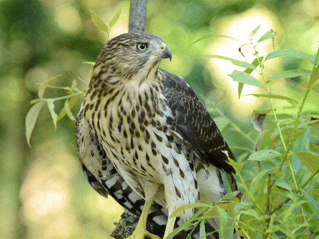 young cooper's hawk in the wild stalking prey