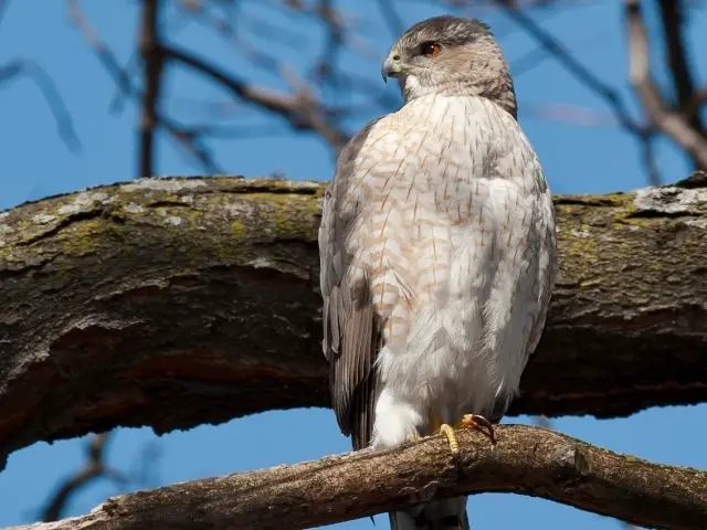 perched cooper's hawk on a large tree