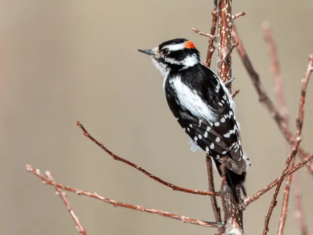 black and white woodpecker on a tree branch