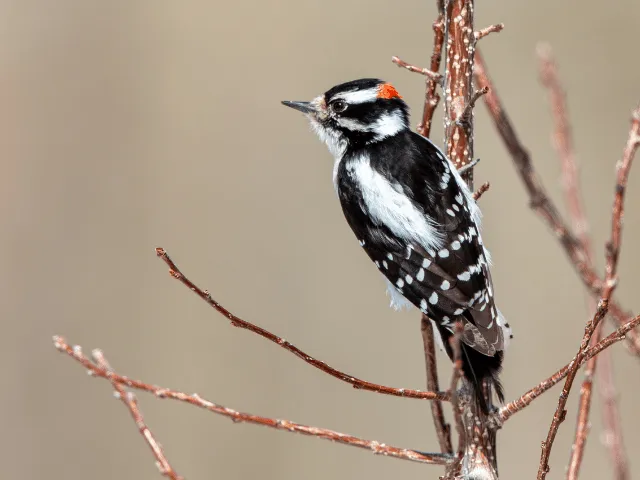Downy Woodpecker on a branch