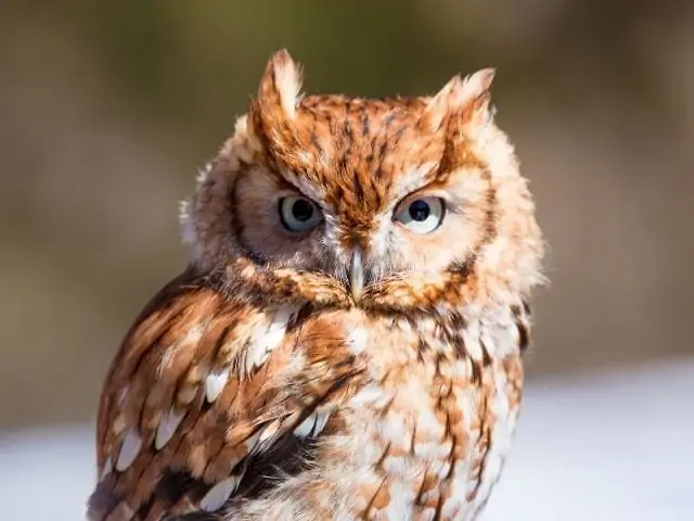 brown eastern screech owl