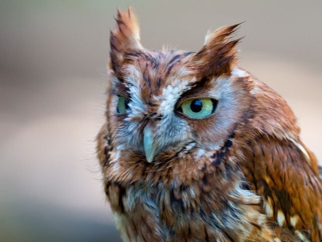 small red owl with big ears and yellowish eyes