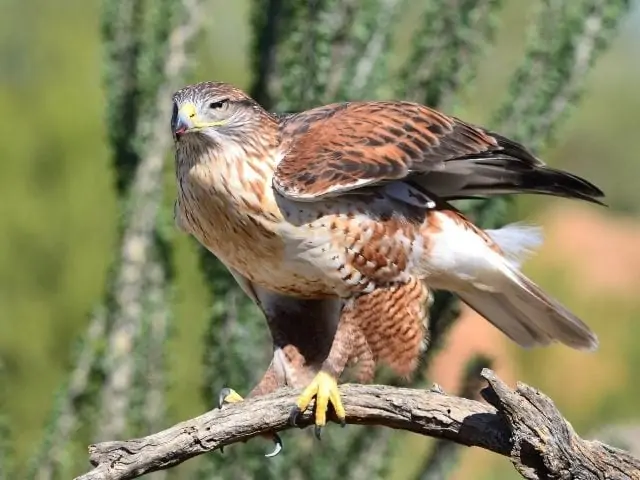 ferruginous hawk perched on a tree branch