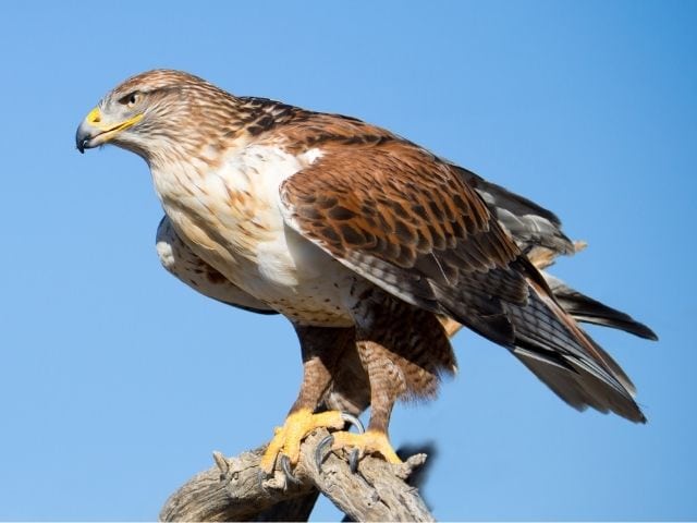 brown and white hawk perched on a tree