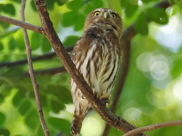 brown and white pygmy owl looking up on a tree branch