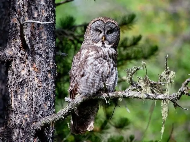 great gray owl in the wilderness