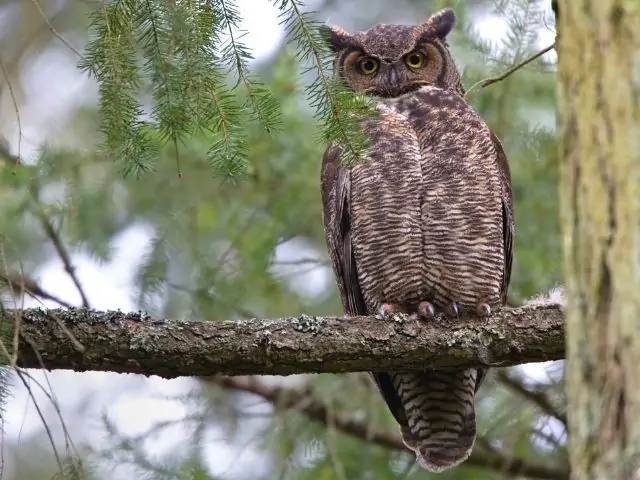 big owl on a branch of fern tree
