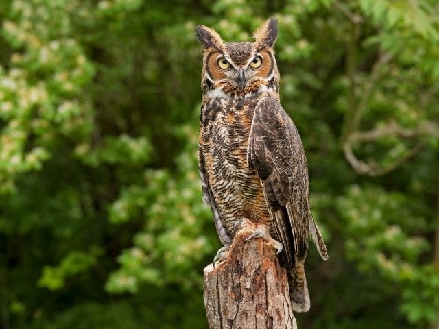 great horned owl perched on a log in the forest