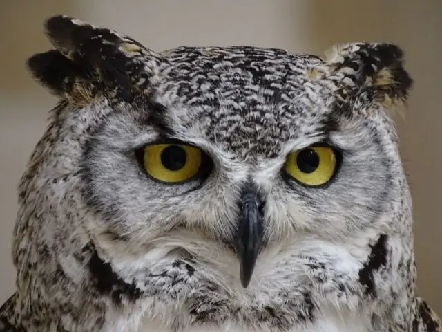 great horned owl with yellow eyes