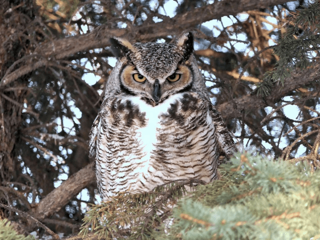 great horned owl at nest on top of a tree