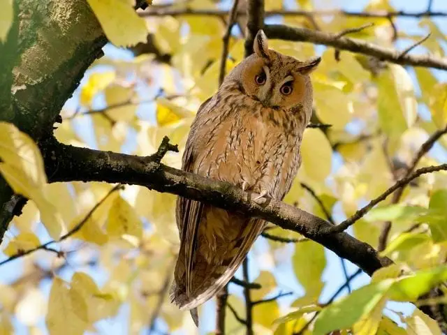 long-eared owl on top of a tree looking down