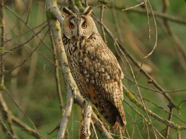 brown owl with long ears on a tree