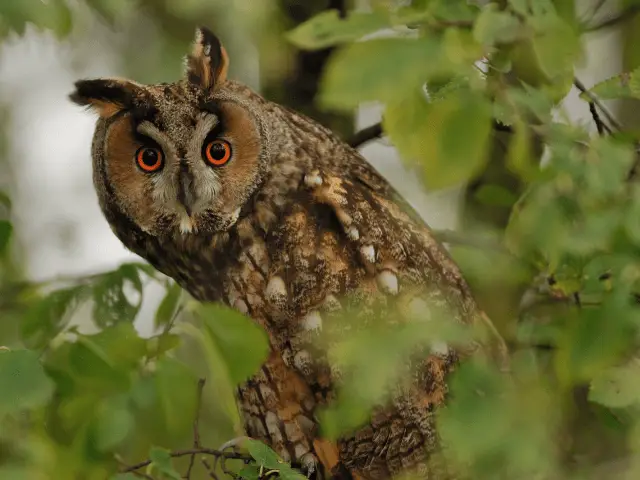 long-eared owl on tree branch covered with leaves