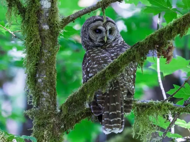 mexican spotted owl looking behind perched on a tree