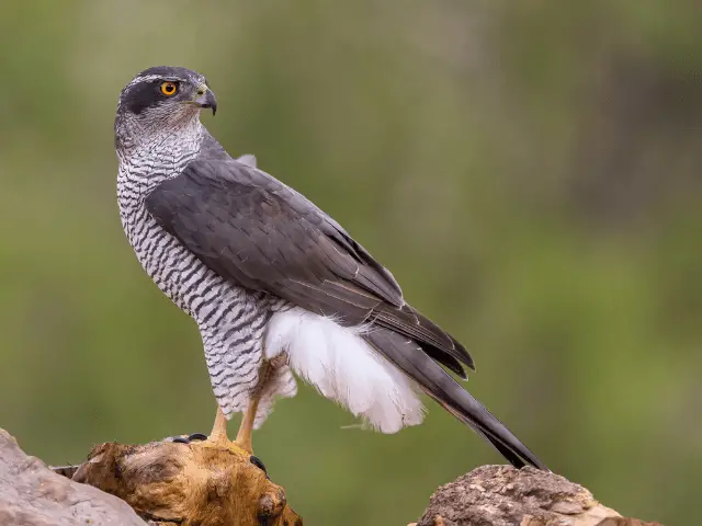 northern goshawk looking behind for a prey