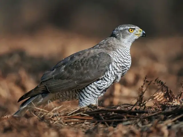 striped white and brown hawk on ground