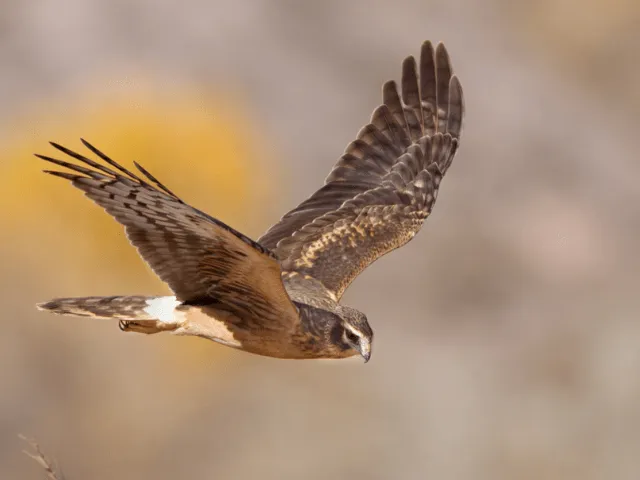 Northern Harrier gliding in the air