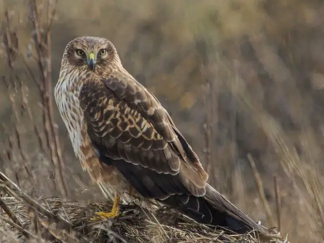 northern harrier specie looking for a prey