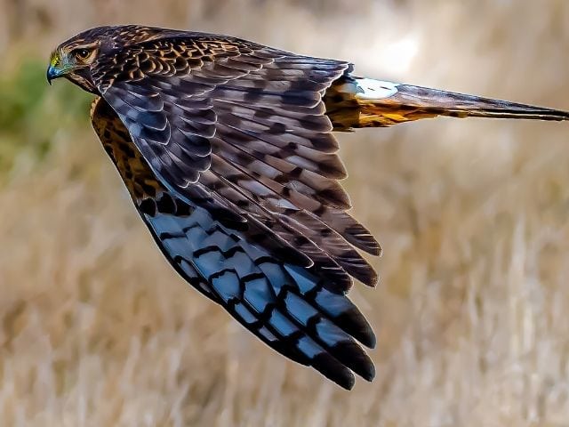 northern harrier bird of prey on hunt