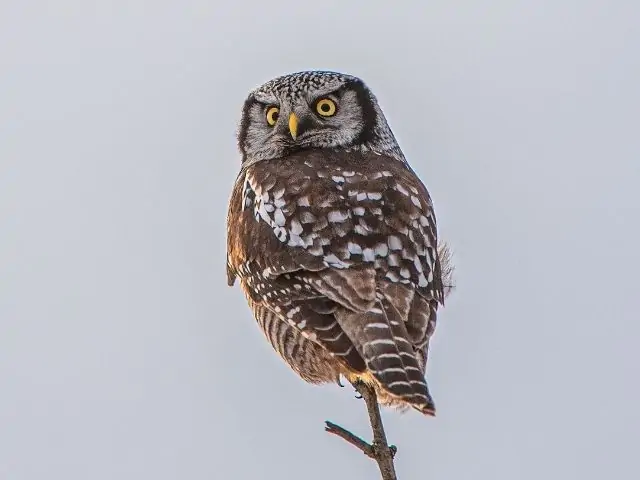 small owl perched on a branch