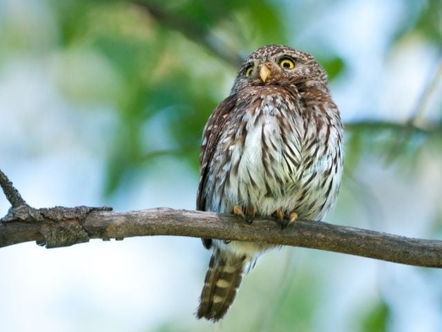 white and brown small owl on a tree branch