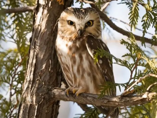 brown saw-whet owl looking below