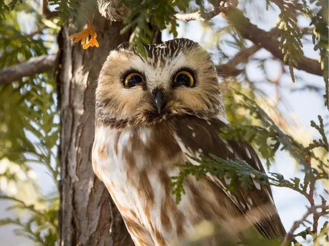 young northern saw-whet owl on a branch