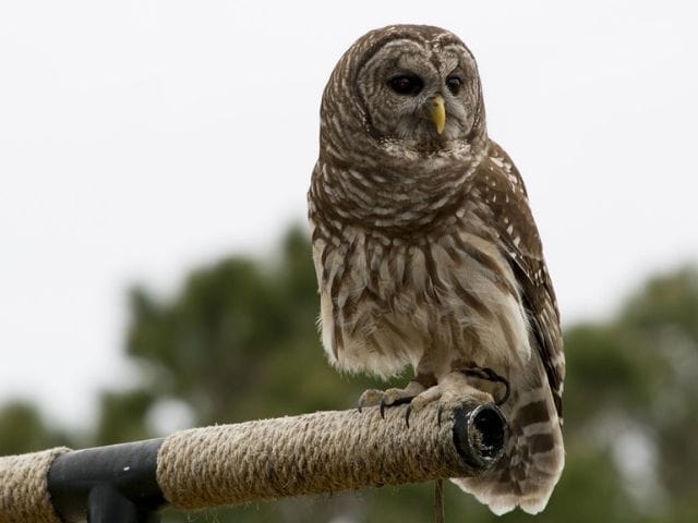 barred-owl-owl-raptor-bird-of-prey
