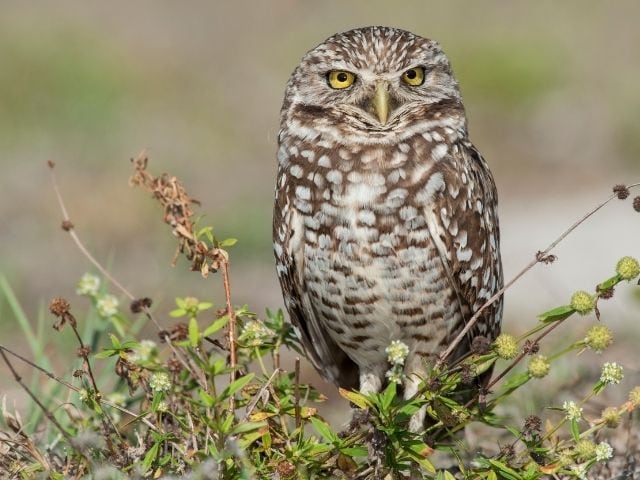 burrowing owl on the grass