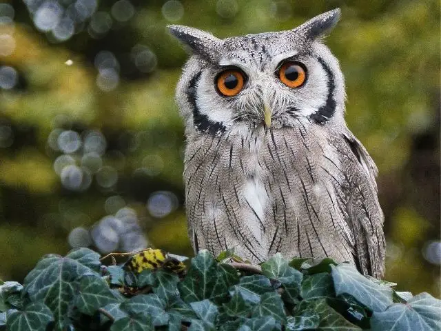 owl on green plant during daytime