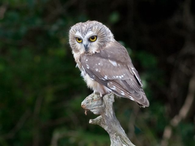 an owl sits upon a dead piece of wood